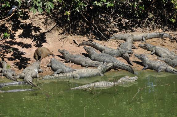 Capivara em meio a jacarés ao lado da Transpantaneira, entre Poconé e Porto Jofre, no Mato Grosso